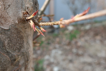 Spring, plants, buds, closeup, leaf, tree, garden