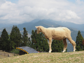 Taiwan sheep beautiful background