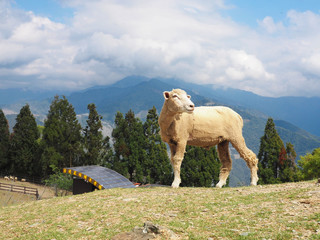 Taiwan sheep beautiful background
