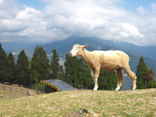 Taiwan sheep beautiful background