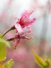 Sakura flower pink selective focus 
