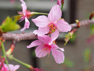 Sakura flower pink selective focus 
