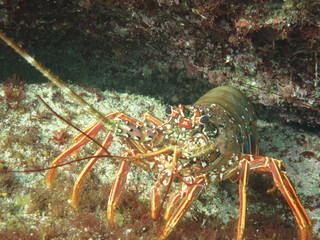 Japanese spiny lobster