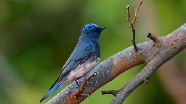 Lovely blue bird perching on tree branch against strong wind