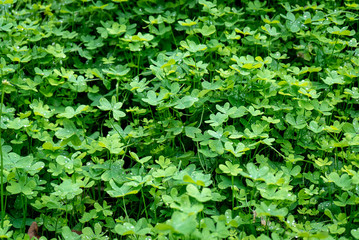 Side view detail of patch of wild clover with dew drops. Green, nature background. Shallow focus