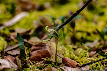 Small Plant