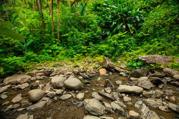 Rainforest with small river and stones in Puerto Rico. Wild nature