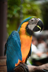 colorful macaw