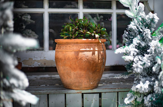 Bbaby plant
