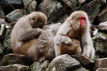 Snow monkey family