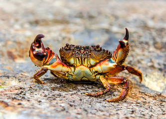 Crab on sea stones