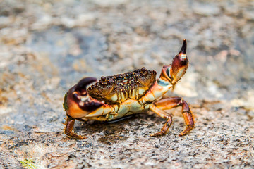 Crab on sea stones