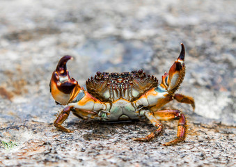 Crab on sea stones