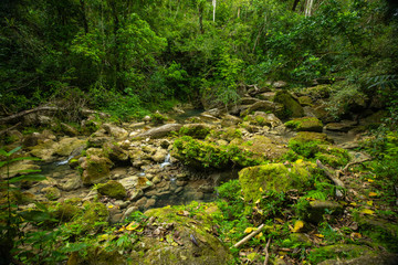 Fototapeta na wymiar Wild Rainforest in Puerto Rico. Waterfall and river. 