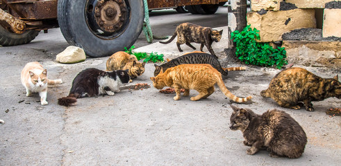 Homeless cats on the street