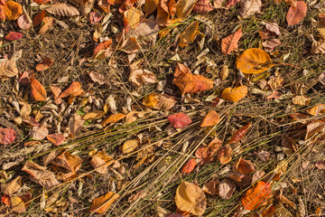  Field of leaves. Autumn carpet. Trees threw off foliage. Rhus cotinus, the European smoketree. Cotinus coggygria. Smoke bush, Venice sumach.