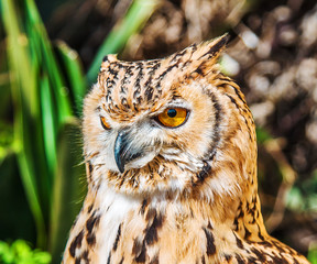 Bird of Prey Owl