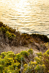 western wallflowr blooming on cliff with pacific ocean with wild grass and weeds