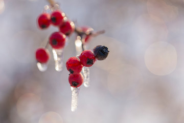 Frozen forest. Crataegus, commonly called hawthorn, quickthorn, thornapple, May-tree,  whitethorn, or hawberry. Winter icing of plants. Light swirly bokeh.