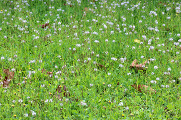 Grass field and the white dandelion flower in the green background