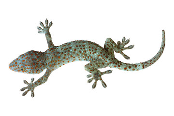 tropical asian gecko isolated on white background
