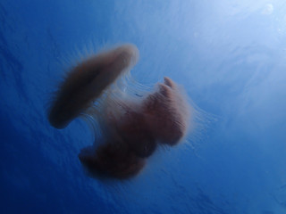 Jellyfish or sea jellies are the informal common names given to the medusa-phase of certain gelatinous members of the subphylum Medusozoa, a major part of the phylum Cnidaria.