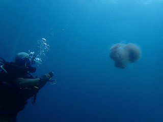 Jellyfish or sea jellies are the informal common names given to the medusa-phase of certain gelatinous members of the subphylum Medusozoa, a major part of the phylum Cnidaria.