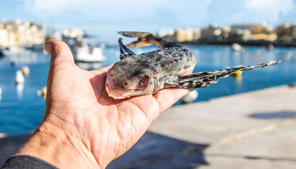 Sea fish in hand
