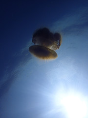 Jellyfish or sea jellies are the informal common names given to the medusa-phase of certain gelatinous members of the subphylum Medusozoa, a major part of the phylum Cnidaria.