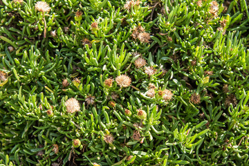 Green plant cactus on stones as a background.