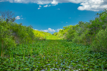 Fototapeta na wymiar Everglades National Park. Swamps of Florida. Big Cypress National Preserve. Florida. USA.
