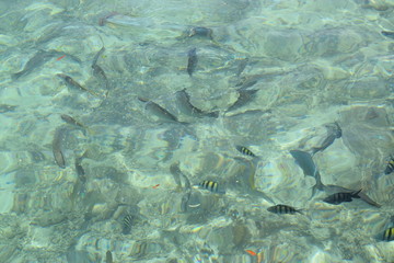 Bocas del Toro, Panamá 