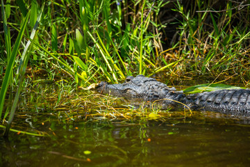 American Alligator head in Florida swamps. Everglades National Park. Florida. USA. 