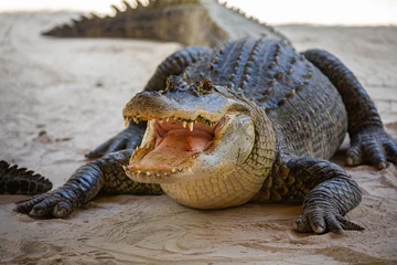 Fototapeten Amerikanischer Alligatorkopf in den Sümpfen von Florida. Everglades-Nationalpark. Florida. VEREINIGTE STAATEN VON AMERIKA. © miami2you