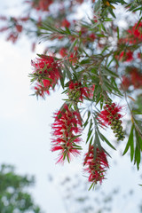 Bouquet of red flowers