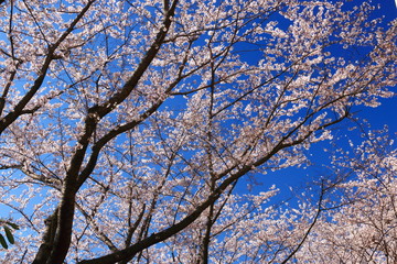 Fototapeta na wymiar 桜満開　横浜東戸塚　桜のある風景