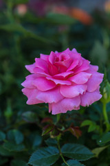 Rose flower in the garden