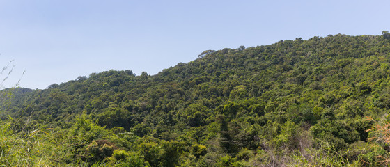 Fototapeta na wymiar Hill overgrown with tropical plants in Vietnam