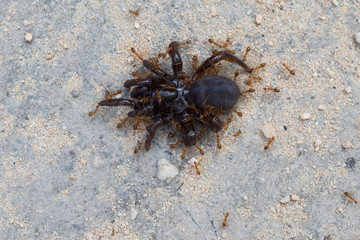 Vietnamese tarantula killed by ants