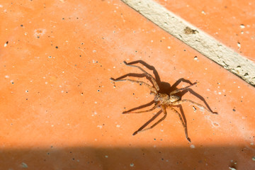Vietnamese spider closeup running on tile