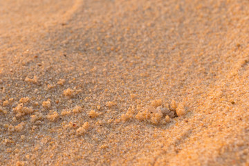 Small sand crab digs a hole on the seashore