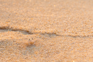 Small sand crab by the sea