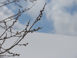 branches of a tree