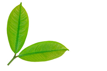 Fototapeta premium The twig of green leaves isolated on white background. Summer spring concept.
