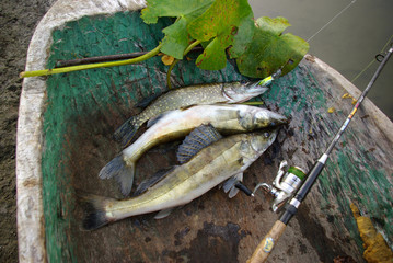 Pike and pike perch in an old boat
