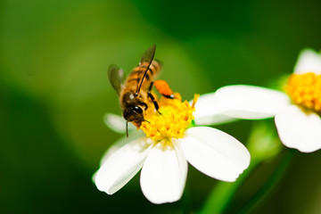 bee on daisy flower