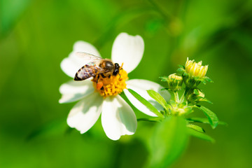 bee on flower