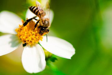 Close up of bee pollinates on yellow beautiful flower (asteraceae) pollen on green nature blurred background