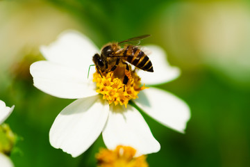bee on a flower