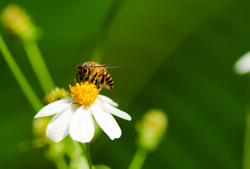 bee on a flower